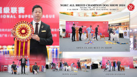 춘천애견미용학원