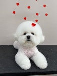 폴인퍼피