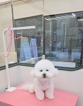 아이도그애견미용