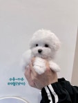 멍벤져스
