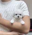 수원강아지분양 고양이분양 멍앤냥