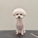 애플이네펫미장원