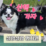 살랑살랑 멍치원 애견유치원