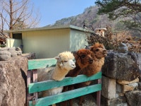 세인트인우둠지 펜션