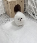 강아지분양 고양이분양 멍앤냥 수원점