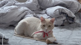 고양이무마취미용 고냥이