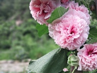 동작골 노래꽃피는집