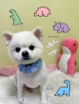 토리애견샵