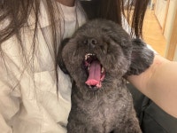 애플이네펫미장원