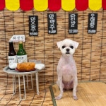 애플이네펫미장원