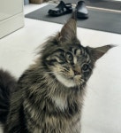 의정부강아지분양 고양이분양 마이펫브로 의정부점