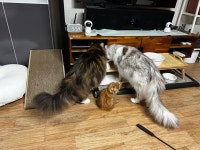 의정부강아지분양 고양이분양 마이펫브로 의정부점