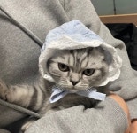 의정부강아지분양 고양이분양 마이펫브로 의정부점