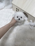 강아지분양 고양이분양 멍앤냥 수원점