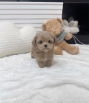 강아지분양 고양이분양 멍앤냥 수원점