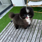 앨리스코리아켄넬