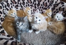 의정부강아지분양 고양이분양 마이펫브로 의정부점