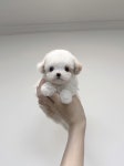 강아지분양 고양이분양 멍앤냥 수원점