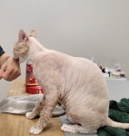 고양이무마취미용 고냥이