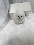 강아지분양 고양이분양 멍앤냥 수원점
