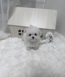 강아지분양 고양이분양 멍앤냥 수원점