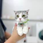 W 고양이미용센터 부평