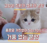 의정부강아지분양 고양이분양 마이펫브로 의정부점
