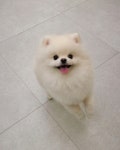 그린펫그루밍