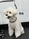 복이네애견미용