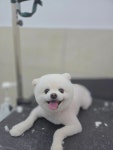 우쭈쭈플렉스 애견미용