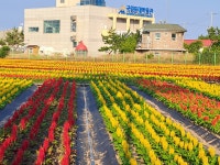 디오션펜션