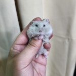 펫엔글라이더 인천점