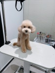 플러플리 FLUFFLY