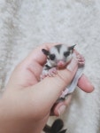펫엔글라이더 인천점