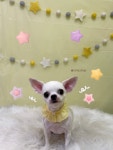 토리애견샵