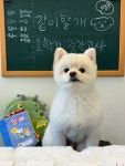 같이할개 반려견유치원 대전점