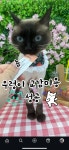 소중하냥