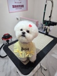 봄이네 펫살롱
