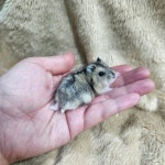 펫엔글라이더 인천점