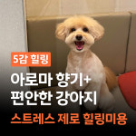 펄세이 도그 그루밍 강남삼성동본점