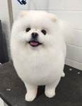리츠펫 송도점