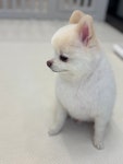 데려오개