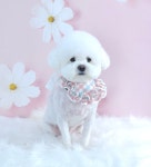 소중하개 펫살롱