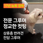 펄세이 도그 그루밍 강남삼성동본점