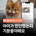 펄세이 도그 그루밍 강남삼성동본점