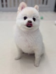 데려오개