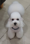 펫매니저