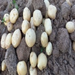 혜성농업회사법인