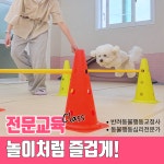 아이멍 강아지유치원 애견유치원 애견호텔