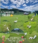 도그185 애견유치원&애견호텔